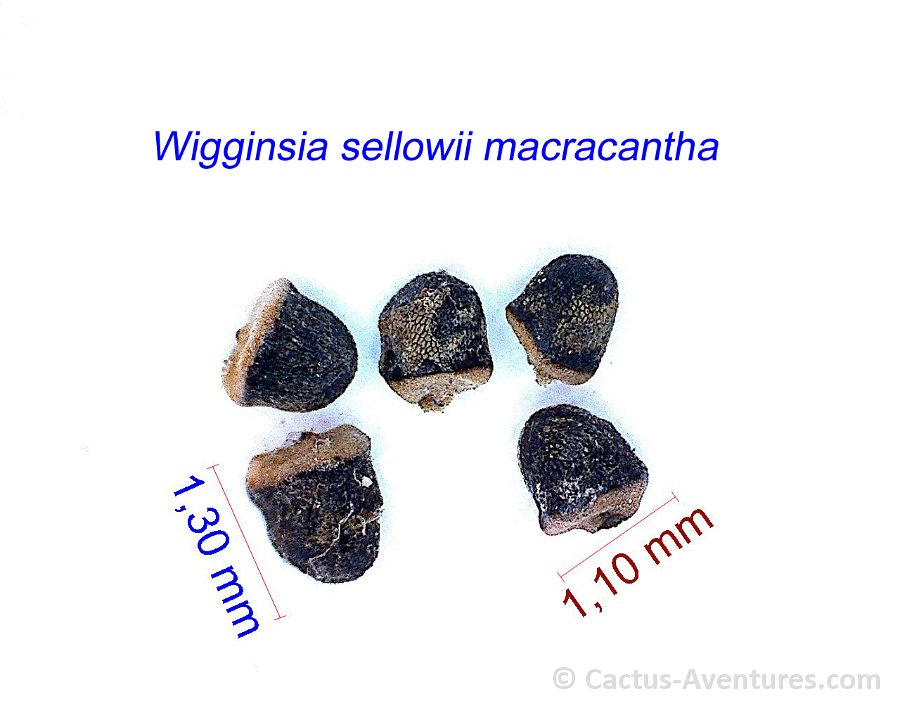 Wigginsia sellowii macracantha